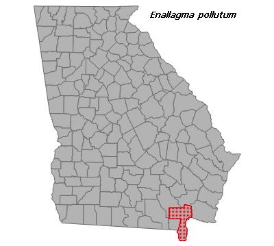 Enallagma pollutum
(Florida Bluet) Enallagma pollutum
(Florida Bluet)